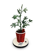 Growing Up Green Theme Cake Freed's Bakery